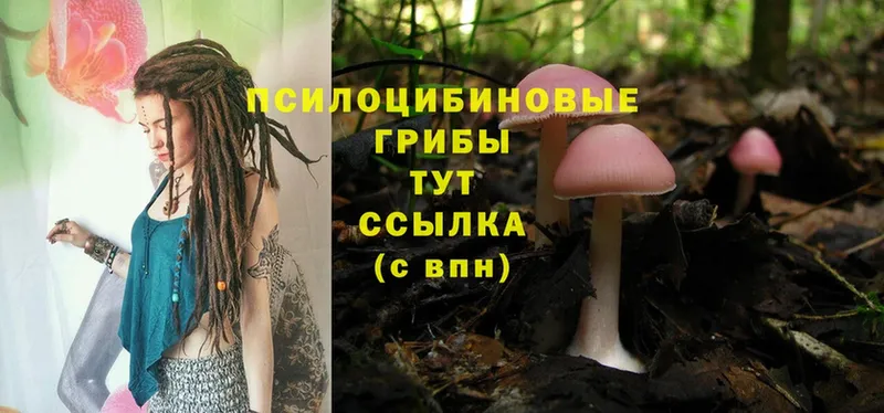 Галлюциногенные грибы Psilocybe  Воскресенск 